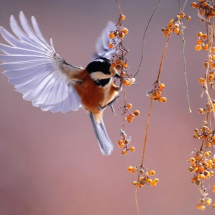 Nature